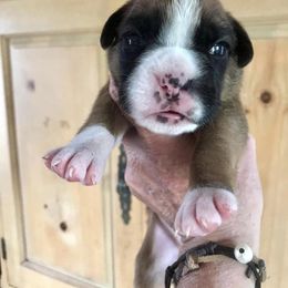 Boxer Puppies from Northwest Florida Boxers