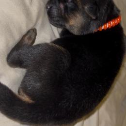 Canyon - Sable male German Shepherd puppy in Youngsville, North Carolina from Di casa Esperanza
