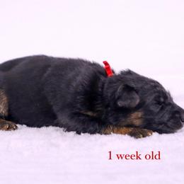 Red collar - Black and red female German Shepherd puppy in Plumas Lake, California from Zwinger Vom Greifjäger