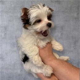Frank 3,850 - Black tan and white male Biewer Terrier puppy in Temecula, California from Biewer Puppies USA