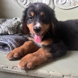 Bernedoodle Puppies from Cove Creek Companions