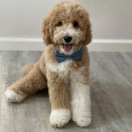 Goldendoodle All Grown Up from Nebo View Paws