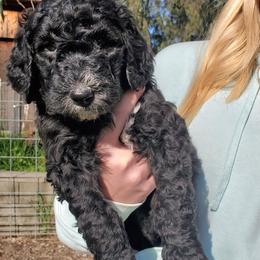 Milo-videos Moyen 20-30 pounds - Black male Poodle puppy in Orland, California from Elliott's Elite Puppies