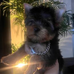Blue boy - Black and tan male Yorkshire Terrier puppy in Las Vegas, Nevada from Lala’s Pups