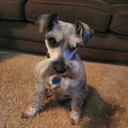 Max - Miniature Schnauzer