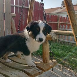 Australian Shepherd Puppies from NK Ranch Australian Shepherds