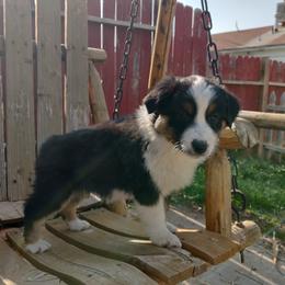 Australian Shepherd Puppies from NK Ranch Australian Shepherds