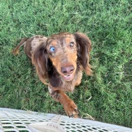 Ruff - Dachshund