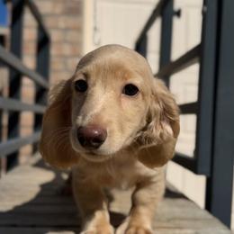 Cream Male - Cream male Dachshund puppy in Horizon City, Texas from Willipaws