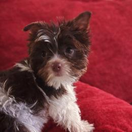 Studley Dooney - Yorkshire Terrier