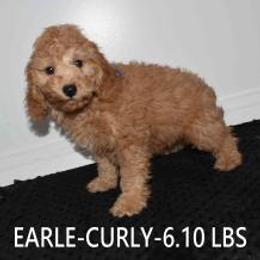 EARLE - Cream male Goldendoodle puppy in Jasper, Indiana from Hilltop Pups By Abby, LLC