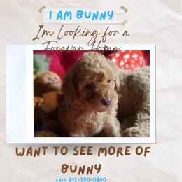 Bunny - Brown male Cavapoo puppy in Houston, Texas from PoodleswithLove