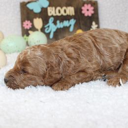 Basil - Apricot male Poodle puppy in Stokesdale, North Carolina from His and Hers Poodles and Doodles