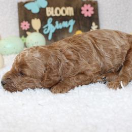 Basil - Apricot male Poodle puppy in Stokesdale, North Carolina from His and Hers Poodles and Doodles
