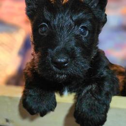 Sebastian - Black brindle male Scottish Terrier puppy in Seymour, Missouri from Fairview's Precious Pups