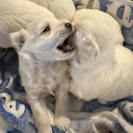Miniature Schnauzer Puppies from Smilee Schnauzers