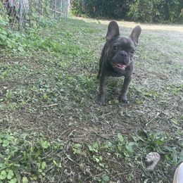 Branch - French Bulldog puppy in Jonesboro, Georgia from 24kt Frenchies