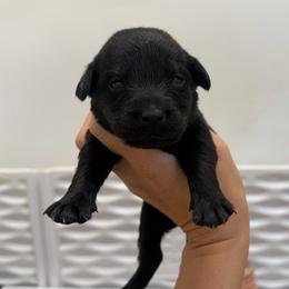 Ian Gray Collar - Black male Labrador Retriever puppy in Elloree, South Carolina from Moonlight Kennels LLC
