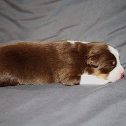 Liberty - Red tri-color female Australian Shepherd puppy in Marshall, Indiana from Larkwood Australian Shepherds