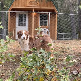 Lucy - Australian Shepherd