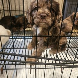 Cavapoo, Cockapoo, Cocker Spaniel, Goldendoodle, Golden Retriever, and Shihpoo Puppies from Hunting Creek Farm & Kennel