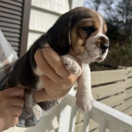 Biscuit - Black red and white female Beagle puppy in Chattanooga, Tennessee from Banashko's Beagles