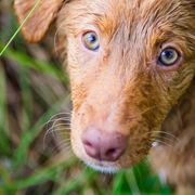 Nova Scotia Duck Tolling Retrievers from Saranac Tollers