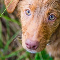 Nova Scotia Duck Tolling Retrievers from Saranac Tollers