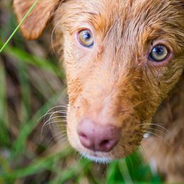 Nova Scotia Duck Tolling Retrievers from Saranac Tollers