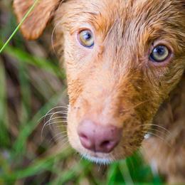 Nova Scotia Duck Tolling Retrievers from Saranac Tollers