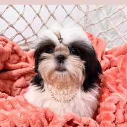 Belle - Shih Tzu
