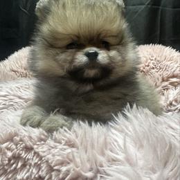 Baby - Orange sable female Pomeranian puppy in Waterloo, Indiana from Garcias Pomeranian