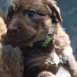 Apple - Tan female Chesapeake Bay Retriever puppy in Soap Lake, Washington from Desert Oasis Kennels