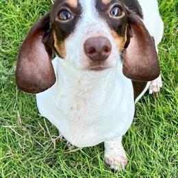 Rosie - Dachshund
