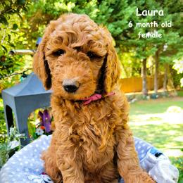 Laura - Red  female Goldendoodle puppy in Greer, South Carolina from South Paw Doodles