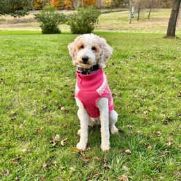 Maizey - Goldendoodle