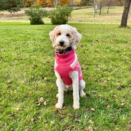 Maizey - Goldendoodle
