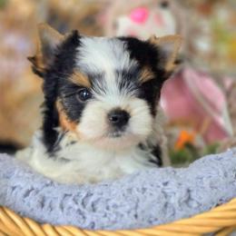 Charlie - Black tan and white male Biewer Terrier puppy in California from Corazon de gigante