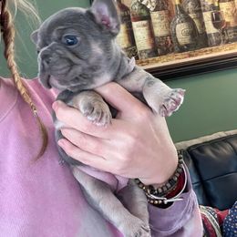 French Bulldog Puppies from Gardner's Corgis & French Bulldogs