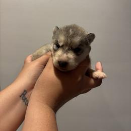 Girl 2 - Agouti and white female Siberian Husky puppy in Pelham, Alabama from Tails & Belles Dog Breeding