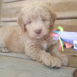 Dorthy - Red  female Goldendoodle puppy in Portland, Oregon from Sandy Creek Bernedoodles