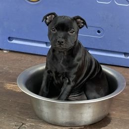 Girl 1 - Black female Staffordshire Bull Terrier puppy in Los Gatos, California from Nightguards