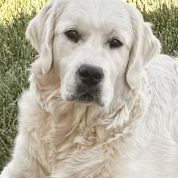 Golden Retriever puppies from Robinsnest Goldens