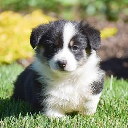 Faith - Black and tan female Pembroke Welsh Corgi puppy in Morgantown, Pennsylvania from GoldStar Corgis (License Number 18519)
