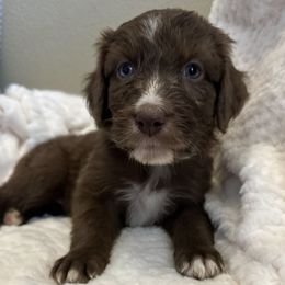 Aussiedoodles from Heavenly Aussiedoodles
