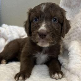 Aussiedoodles from Heavenly Aussiedoodles