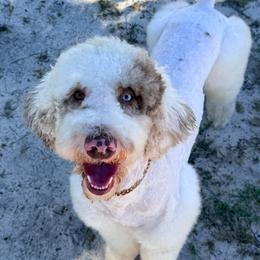 Moose - Sheepadoodle