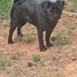 Piper - Pug