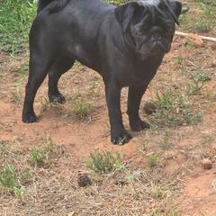 Piper - Pug