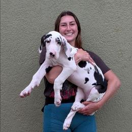 Delilah - Harlequin female Great Dane puppy in Brooksville, Florida from Follow My Lead Great Danes